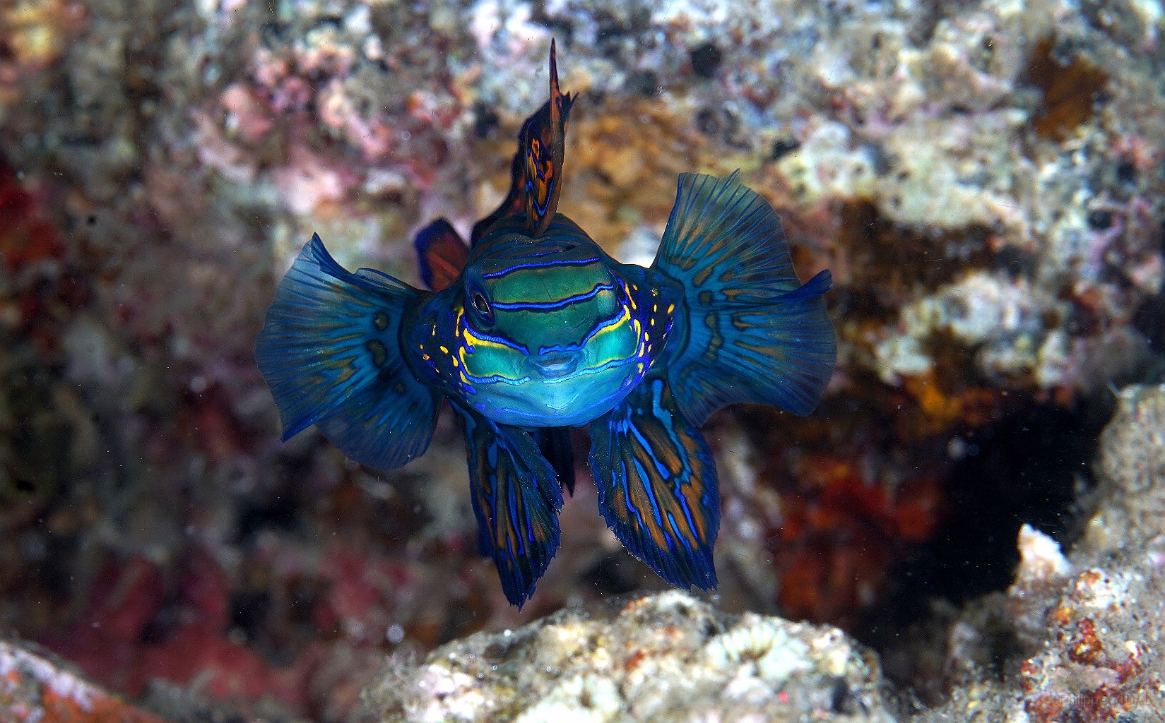 Banda Sea 2018 - DSC06060_rc - Mandarinfish - Poisson mandarin - Synchiropus splendidus.jpg